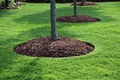 Trees Planted on a Lush Green Lawn