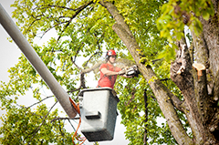Tree Pruning Service Arborist Trimming Branches